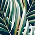 Nature - Tropical